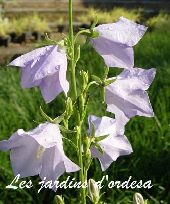 campanula persicifolia \"cornish mist\" 